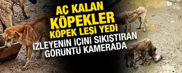 Bilecik'te izleyenin i&ccedil;ini sıkıştıran g&ouml;r&uuml;nt&uuml;: A&ccedil; kalan k&ouml;pekler birbirlerini yedi iddiası