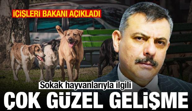 İ&ccedil;işleri Bakanı'ndan sokak hayvanları a&ccedil;ıklaması: Y&uuml;zde 75'i toplandı