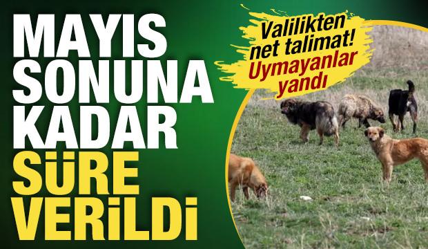 İstanbul Valiliği&rsquo;nden belediyelere 'k&ouml;pek' talimatı: Mayıs ayı sonuna kadar s&uuml;re verildi