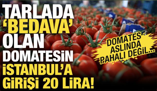 Tarlada "bedava" olan domatesin İstanbul'a girişi 20 TL!