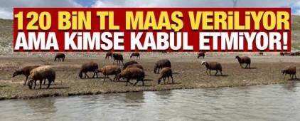120 bin lira maaş veriliyor, ama kimse kabul etmiyor!