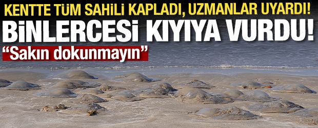  Binlercesi kıyıya vurdu, uzmanlar uyardı! Sakın dokunmayın...