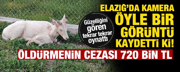 Elazığ'da kamera &ouml;yle bir g&ouml;r&uuml;nt&uuml; kaydetti ki! &Ouml;ld&uuml;rmenin cezası 720 bin TL