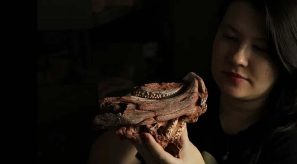 Brezilya'da 230 milyon yıl &ouml;ncesine ışık tutan keşif