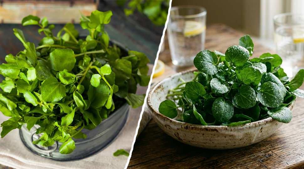 D&uuml;nyanın en sağlıklı yeşilliği belli oldu!