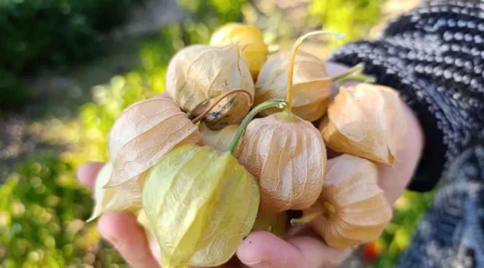 İsmi gibi altın meyvenin faydaları saymakla bitmiyor!