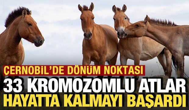 N&uuml;kleer facianın yaşandığı &Ccedil;ernobil'e getirilen 33 kromozomlu atlar hayatta kaldı