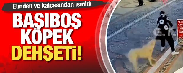 Başıboş k&ouml;pek dehşeti: Elinden ve kal&ccedil;asından ısırıldı