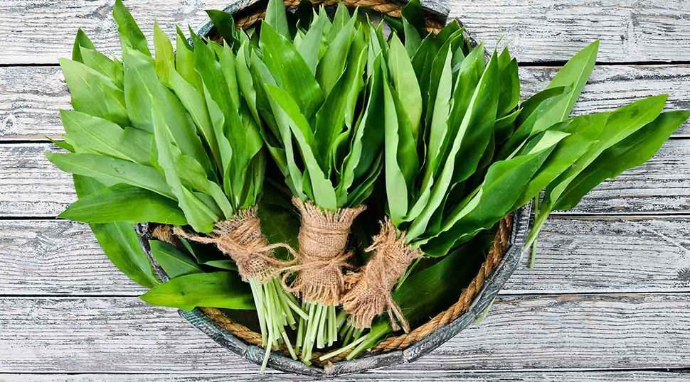 Dik yama&ccedil;lardan binbir zahmetle toplanıyor!