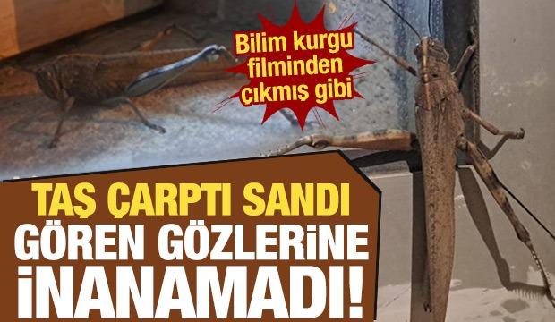 Diyarbakır'da dev et&ccedil;il &ccedil;ekirgenin boyutu şaşkınlık yarattı