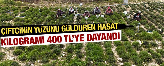 Kilogramı 400 TL'ye dayandı! &Ccedil;ift&ccedil;inin y&uuml;z&uuml;n&uuml; g&uuml;ld&uuml;re hasat