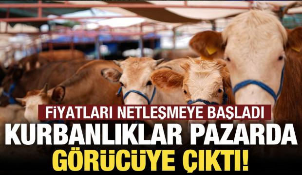 Kurbanlıklar g&ouml;r&uuml;c&uuml;ye &ccedil;ıktı! İşte kurbanlık fiyatları