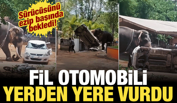 Fil otomobili yerden yere vurdu: S&uuml;r&uuml;c&uuml;s&uuml;n&uuml; ezip başında bekledi!