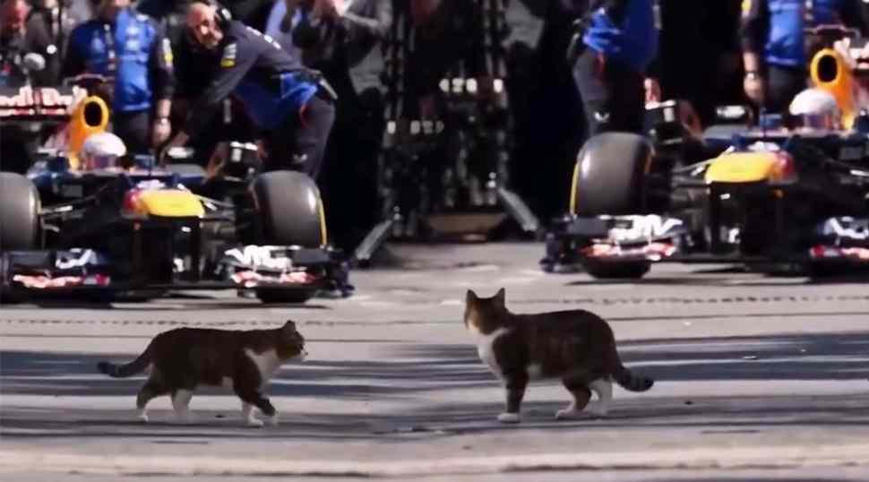 İstanbul'da Formula 1 aracına selam veren misafirperver kedi d&uuml;nyada viral oldu!