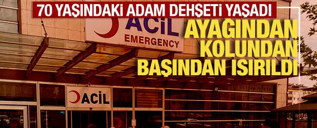 Şanlıurfa'da k&ouml;pek saldırısına uğrayan 70 yaşındaki adam hastanelik oldu 