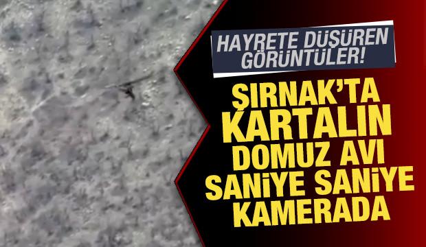 Şırnak'ta hayrete d&uuml;ş&uuml;ren g&ouml;r&uuml;nt&uuml;ler: Kartalın domuz avı saniye saniye kamerada