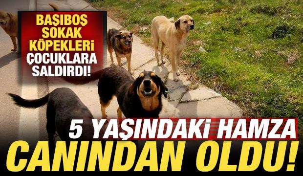 Van'da başıboş sokak k&ouml;pekleri &ccedil;ocuklara saldırdı: 5 yaşındaki Hamza &ouml;ld&uuml;