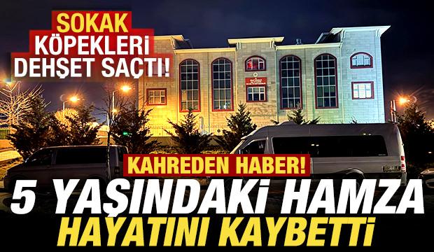 Van'dan kahreden haber! Sokak k&ouml;pekleri dehşet sa&ccedil;tı: 5 yaşındaki Hamza hayatını kaybetti
