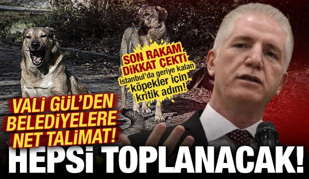 İstanbul Valisi G&uuml;l'den sahipsiz k&ouml;pek talimatı: Y&uuml;zde 46'sı toplandı! Belediyelere uyarı