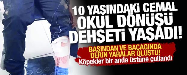 İstanbul'da başıboş k&ouml;pekler 10 yaşındaki Cemal'e okul &ccedil;ıkışı dehşeti yaşattı! 