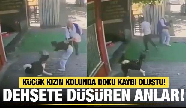 Masum yavrularımız k&ouml;peklere yem oluyor! İstanbul'da dehşete d&uuml;ş&uuml;ren anlar
