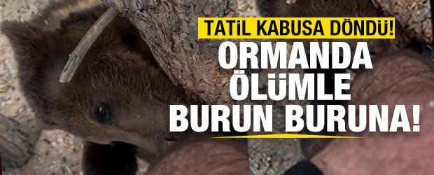 Kamp yapan gen&ccedil; bir anda ayıların saldırısına uğrayınca ağaca tırmanarak canını kurtardı