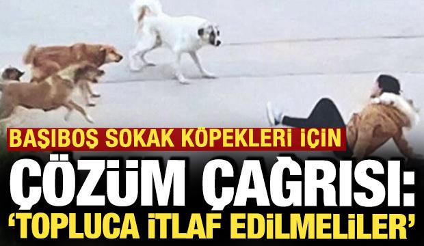 Başıboş sokak k&ouml;pekleri i&ccedil;in '&ccedil;&ouml;z&uuml;m' &ccedil;ağrısı: 'Topluca itlaf edilmeliler'