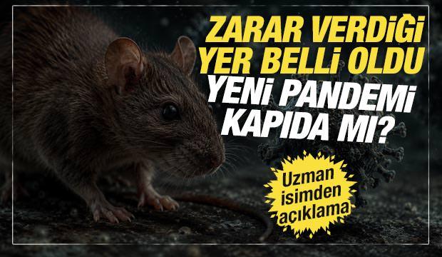 Uzman isimden &lsquo;hantavir&uuml;s&rsquo; a&ccedil;ıklaması: &lsquo;Pandemi beklemiyoruz&rsquo;