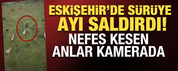Eskişehir'de s&uuml;r&uuml;ye saldıran ayılara kangal k&ouml;pekleri engel oldu: O anlar kamerada