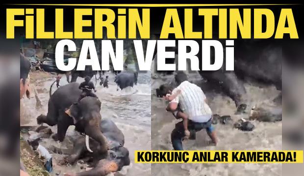 Hindistan'da feci &ouml;l&uuml;m: Birbirine giren fillerin altında can verdi