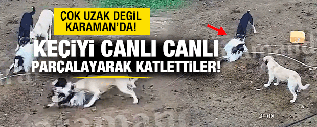 Karaman'da başıboş k&ouml;pekler ke&ccedil;ileri yedi!