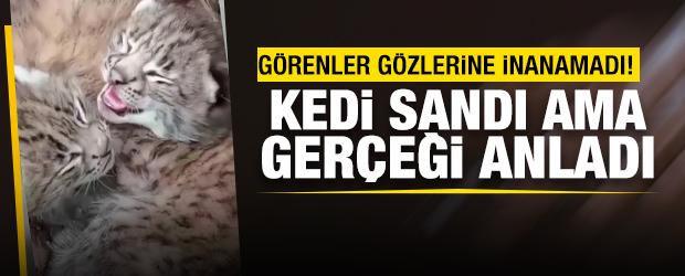 Tokat'ta nesli tehlike altındaki vaşak yavruları kameraya yansıdı