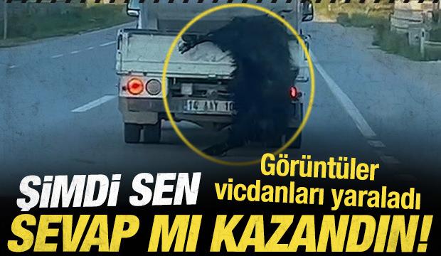 Akılalmaz hadise! Kurbanlığı ara&ccedil;tan sarkıtıp kilometrelerce s&uuml;r&uuml;kledi