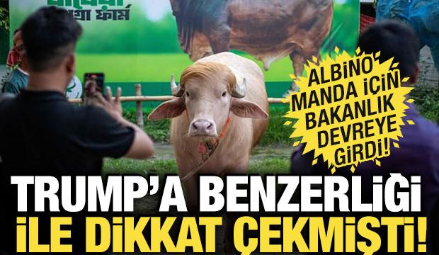 Bangladeş'te Donald Trump'a benzeyen manda kesimden kurtuldu