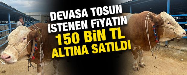Devasa tosun istenen fiyatın 150 bin TL altına satıldı