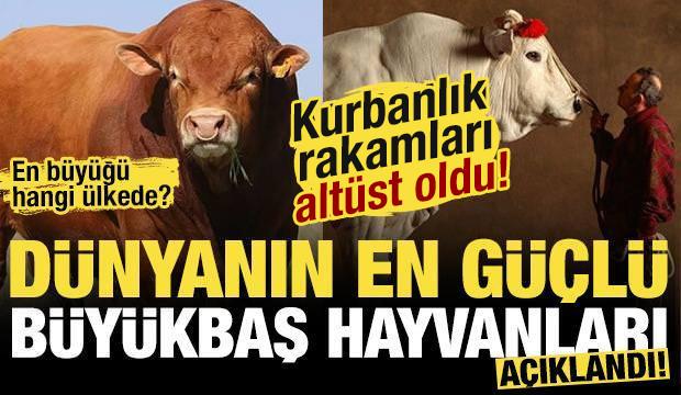 Kurbanlık rekorları alt&uuml;st oldu! İşte d&uuml;nyanın en b&uuml;y&uuml;k ve en g&uuml;&ccedil;l&uuml; b&uuml;y&uuml;kbaş hayvanları!