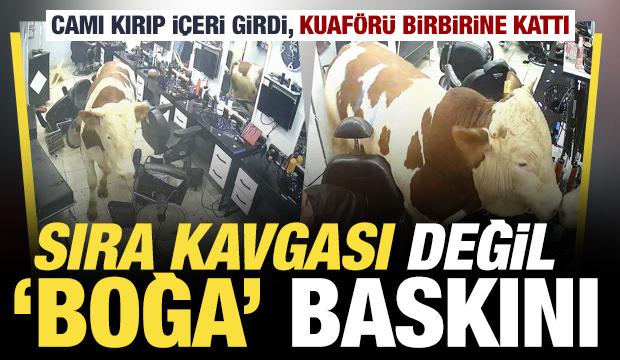 Sultanbeyli&rsquo;de kuaf&ouml;re giren kurbanlık boğa ortalığı birbirine kattı