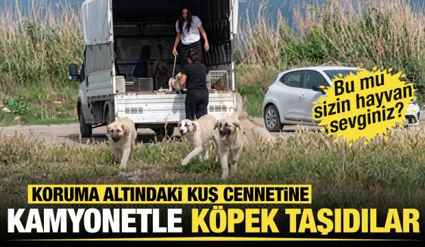 Hatay'da koruma altındaki kuş cennetine kamyonetle k&ouml;pek bıraktılar