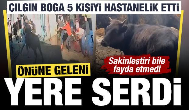 Sakinleştirici iğneye rağmen dehşet sa&ccedil;tı: Boğa, 5 kişiyi hastanelik etti