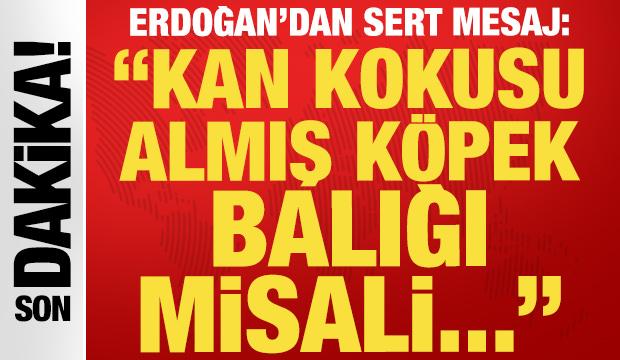 Cumhurbaşkanı Erdoğan: Mazlumun dili, dini, mezhebi sorulmaz