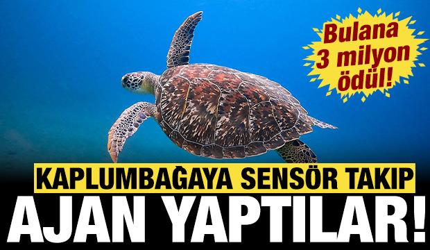 Kaplumbağaya sens&ouml;r takıp ajan yaptılar: Bulana 3 milyon &ouml;d&uuml;l...