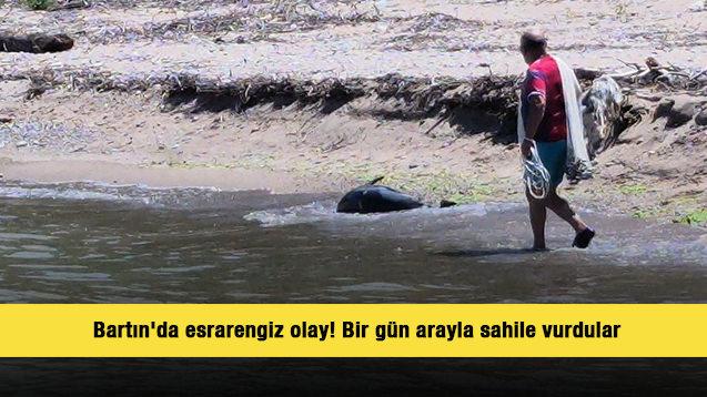 Bartın'da esrarengiz olay! Bir g&uuml;n arayla İHA ve &ouml;l&uuml; yunus balığı sahile vurdu