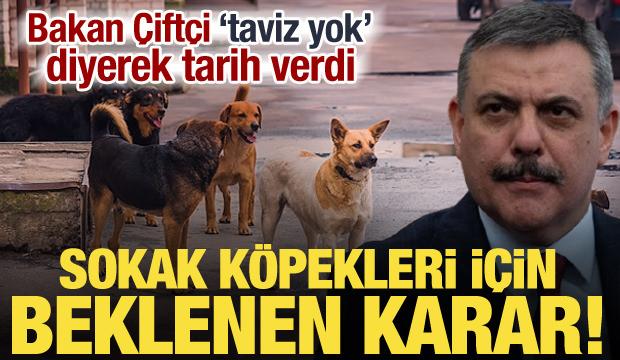 Sokak k&ouml;pekleri i&ccedil;in d&uuml;ğmeye basıldı! Bakan &Ccedil;ift&ccedil;i'den talimat: T&uuml;m T&uuml;rkiye'de uygulanacak