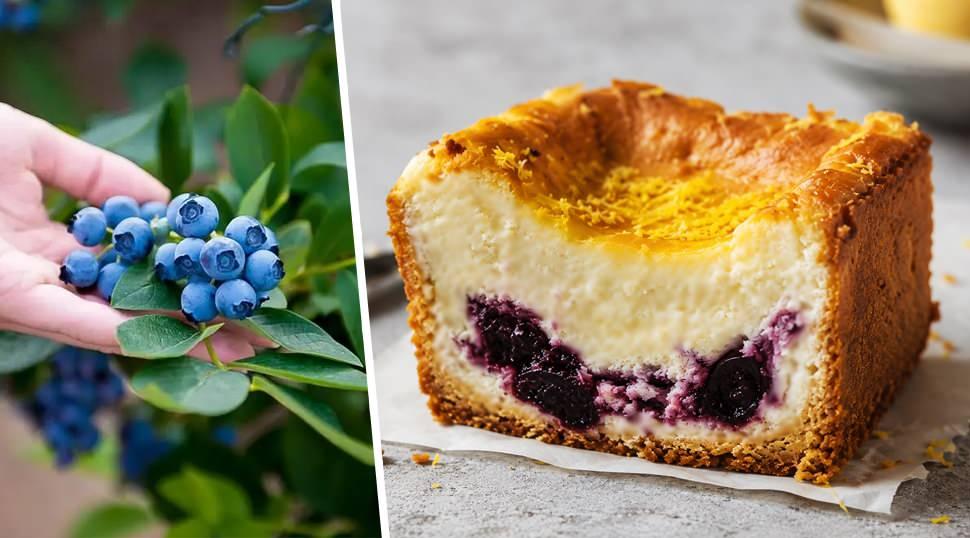 Yazın en hafif lezzeti: Yaban mersini dolgulu cheesecake tarifi!