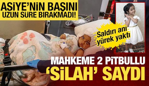 4 yaşındaki Asiye ağır yaralanmıştı! Mahkeme 2 pitbull cinsi k&ouml;peği "silah" saydı 