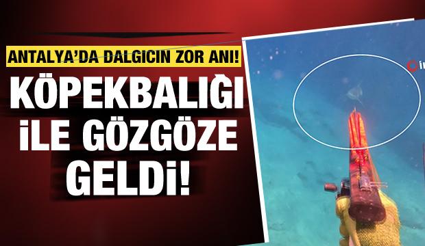 Dalış yaparken k&ouml;pekbalığı ile burun buruna gelen dalıcının zor anları