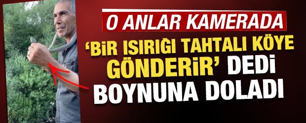 'Bir ısırığı tahtalı k&ouml;ye g&ouml;nderir' dedi boynuna doladı! Akılalmaz anlar kamerada 