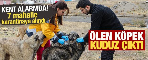 Van'da kuduz alarmı! 7 mahalle karantinaya alındı