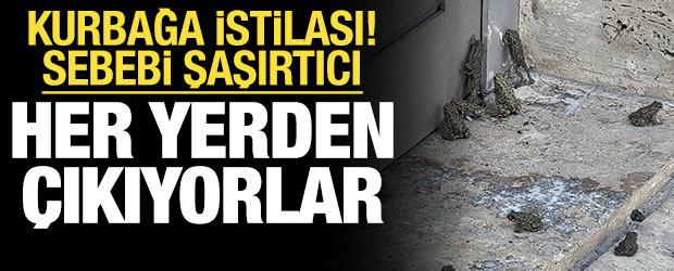 Sağanak sonrası il&ccedil;eyi kurbağa bastı