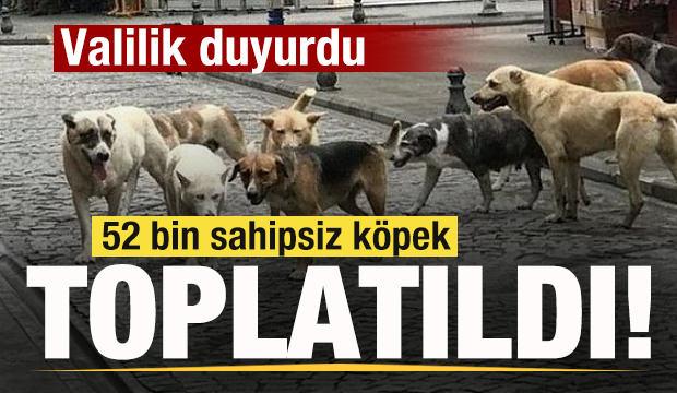 Vali duyurdu! 52 bin sahipsiz k&ouml;pek toplatıldı